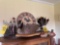Rooster Decor items and feathers