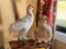 Pair Grouse Mounts on Drift Wood