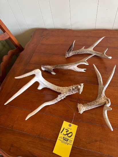 Shed Antlers