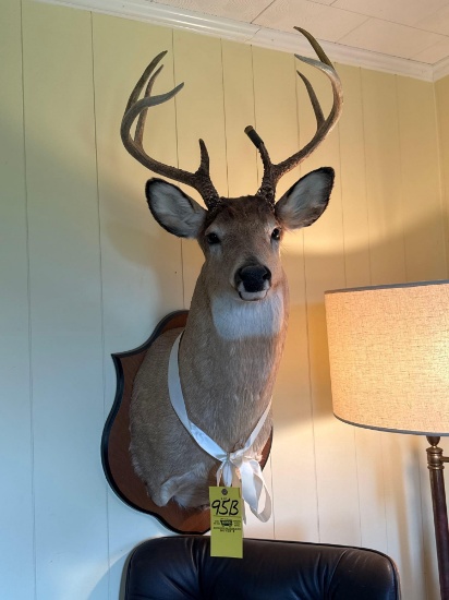 8 Point Whitetail Deer Mount