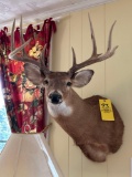 11 Pt Whitetail Deer mount