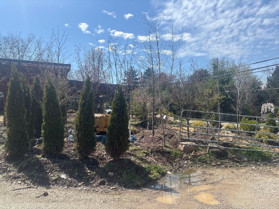 Assortment of Trees
