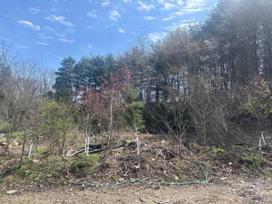 Assortment of Trees