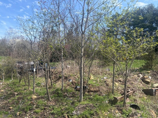 Assortment of Trees