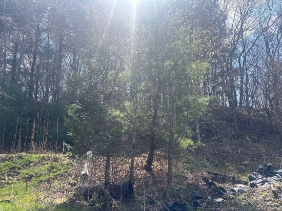 Assortment of Trees