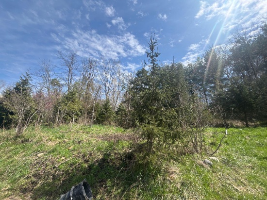 Large Assortment of Trees