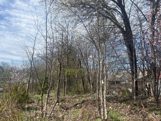 Assortment of Trees