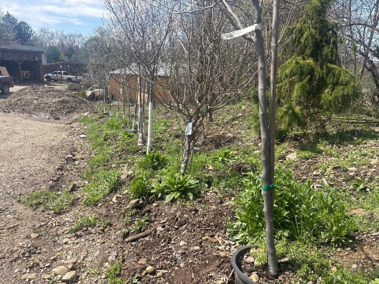 Row of Trees