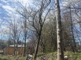 Row of Trees