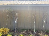 Row of Trees