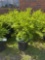 Boxwood Bid X 4