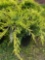Juniper Chinensis Old Gold Bid X 4
