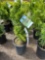 Emerald Green Arborvitae Bid X 4