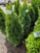 Emerald Green Arborvitae, bid x 4
