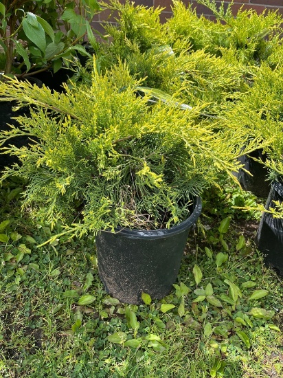 Juniper Chinensis Old Gold Bid X 4