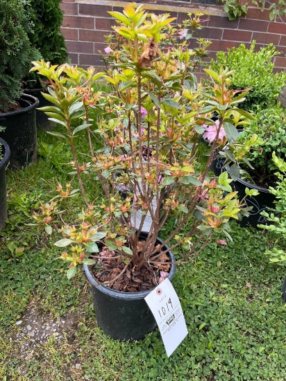 Elsie Lee Azalea Bid X 4