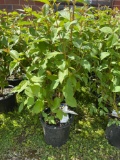 Red Twig Dogwood Bid X 4