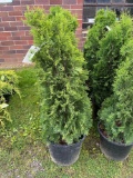 Arborvitae Green Giant Bid X 4