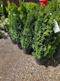 Emerald Green Arborvitae, bid x 4