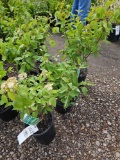 Redtwig dogwood bush, bid x 3