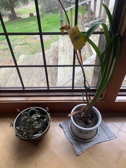 (2) Plants in Planters