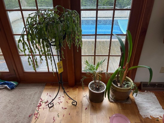 Planters and Plant Stand