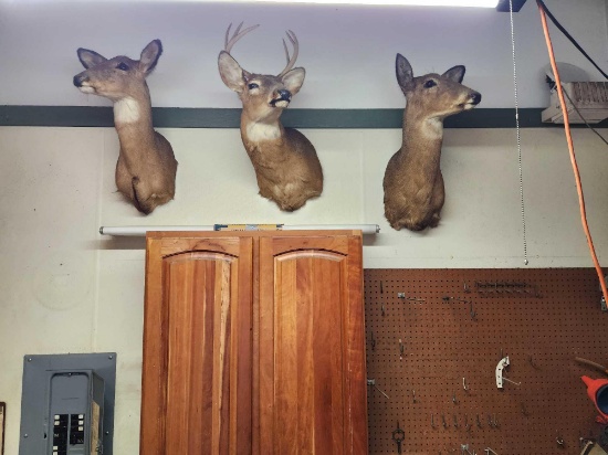 3 Deer Heads