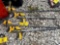 DeWalt Clamps