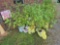 4 Red Twig Bailey Dogwoods - Bid x4
