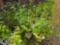 4 Red Twig Bailey Dogwoods - Bid x4