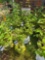 4 Red Twig Bailey Dogwoods - Bid x4