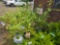 4 Red Twig Bailey Dogwoods - Bid x4