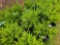 4 Wintergreen Boxwoods - Bid x4