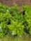4 Wintergreen Boxwoods - Bid x4