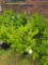 4 Wintergreen Boxwoods - Bid x4