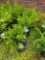 4 Wintergreen Boxwoods - Bid x4