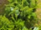 Taxus bid x 4