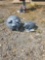 Round Concrete Pig Statuette & Hot Dog Statuette
