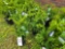 Taxus bid x 4