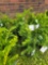 Taxus bid x 4