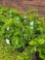 Taxus bid x 4