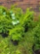 Taxus bid x 4