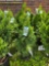 Emerald green Arborvitae bid x 4