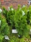 Emerald green Arborvitae bid x 4