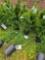 Emerald green Arborvitae bid x 4