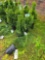 Emerald green Arborvitae bid x 4