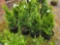 Emerald green arborvitae bid x 4