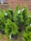 Emerald green arborvitae bid x 4