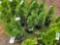 Emerald green arborvitae bid x 4