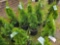 Emerald green arborvitae bid x 4